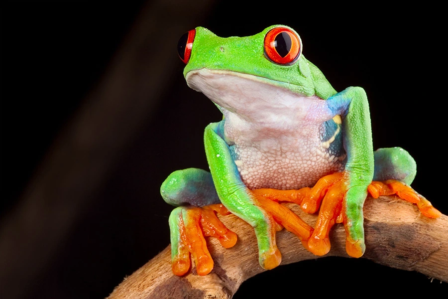 Una rana de ojos rojos, símbolo de la naturaleza, observa atentamente como una advertencia.